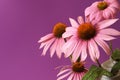 Echinacea Herbal Flower Royalty Free Stock Photo