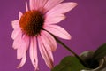 Echinacea Herbal Flower Royalty Free Stock Photo