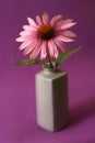 Echinacea Herbal Flower Royalty Free Stock Photo