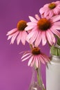 Echinacea Herbal Flower Royalty Free Stock Photo