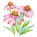 Echinacea herbal medicine plant isolated on white background. Generative AI illustration in watercolor style Royalty Free Stock Photo