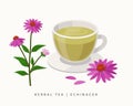 Echinacea herbal tea isolated on white background. Coneflowers Flowering Plant vector botanical illustration.