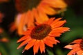 The flowers of Echinacea- Hot Summer are first orange and later deep red in color