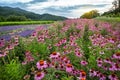 Echinacea and lavender field Royalty Free Stock Photo