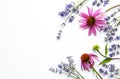 Echinacea and lavender flowers flat lay. White background