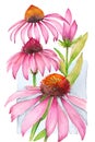 Echinacea medicinal plant flowers. Generative AI watercolor vertical illustration Royalty Free Stock Photo