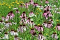 Echinacea party