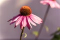 Echinacea pink flower, coneflower in sunlight Royalty Free Stock Photo