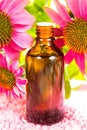 Echinacea plant extract