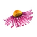 Echinacea plant flower. Watercolor illustration. Hand drawn realistic Echinacea purpurea medical herb element. Natural