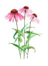 Echinacea plant Watercolor illustration isolated