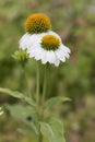 Echinacea - Pow Wow White