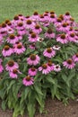 Echinacea - PowWow - Wild Berry