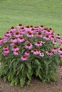 Echinacea - PowWow - Wild Berry