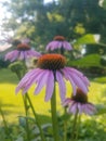 Echinacea purple cone flower Royalty Free Stock Photo