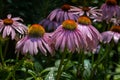 Echinacea, Purple Coneflower, Echinacea purpurea.