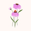 Echinacea purple Coneflowers vector isolated on white background. Summer Detailed purple medicinal flowers with green leaves hand Royalty Free Stock Photo