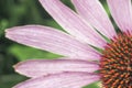 Echinacea purple. A perennial plant of the Asteraceae family.