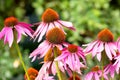 Blossoming echinacea in the summer.