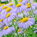 Echinacea, purple and yellow cone flowers Royalty Free Stock Photo