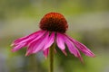 Echinacea Purpurea