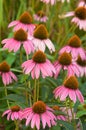 Echinacea purpurea Royalty Free Stock Photo