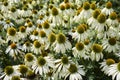 Echinacea purpurea alba Royalty Free Stock Photo