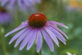 Echinacea purpurea - an ancient medicinal plant