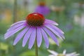 Echinacea purpurea - an ancient medicinal plant