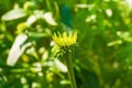 Echinacea Purpurea Bud Royalty Free Stock Photo