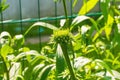 Echinacea Purpurea Bud Royalty Free Stock Photo