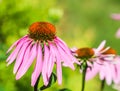 Echinacea purpurea, coneflower. Beautiful purple flowers in the garden Royalty Free Stock Photo