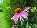 Echinacea purpurea coneflower. Beautiful purple flowers with an orange center in the garden Royalty Free Stock Photo