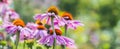 the echinacea purpurea - coneflower close up in the garden Royalty Free Stock Photo