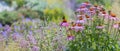 Echinacea purpurea -coneflower in the garden Royalty Free Stock Photo