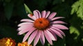 Echinacea purpurea or coneflower pink flower in the garden design Royalty Free Stock Photo