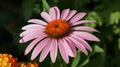 Echinacea purpurea or coneflower pink flower in the garden design Royalty Free Stock Photo