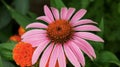 Echinacea purpurea or coneflower pink flower in the garden design Royalty Free Stock Photo