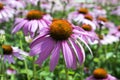 Echinacea purpurea, eastern purple coneflower in bloom, bunch of coneflowers Royalty Free Stock Photo