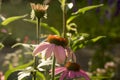 Echinacea purpurea, eastern purple coneflower in bloom, bunch of coneflowers Royalty Free Stock Photo