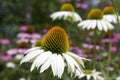 Echinacea purpurea, eastern purple coneflower in bloom, bunch of coneflowers Royalty Free Stock Photo