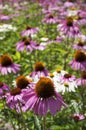 Echinacea purpurea, eastern purple coneflower in bloom, bunch of coneflowers Royalty Free Stock Photo