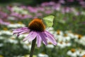 Echinacea purpurea, eastern purple coneflower in bloom with light yellow butterfly Royalty Free Stock Photo