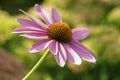 Echinacea purpurea eastern purple coneflower Royalty Free Stock Photo