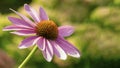 Echinacea purpurea eastern purple coneflower Royalty Free Stock Photo