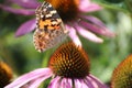 Echinacea Purpurea or eastern purple coneflower in the garden with purple flowers and lot of insects like bees and butterflies