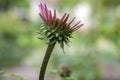 Echinacea purpurea, eastern purple coneflower starting to bloom, fresh single bud Royalty Free Stock Photo