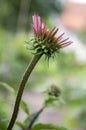 Echinacea purpurea, eastern purple coneflower starting to bloom, fresh single bud Royalty Free Stock Photo