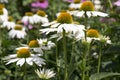 Echinacea purpurea, eastern purple coneflower in bloom, bunch of coneflowers Royalty Free Stock Photo