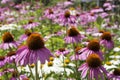 Echinacea purpurea, eastern purple coneflower in bloom, bunch of coneflowers Royalty Free Stock Photo